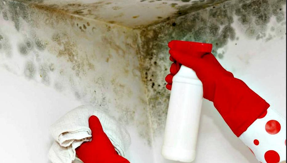Mascotas adjetivo Problema Cómo limpiar las paredes y los techos - Pintores-Bilbao.com